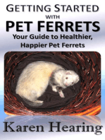 Getting Started with Pet Ferrets