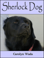 Sherlock Dog