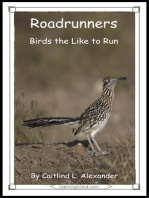 Roadrunners: Birds That Like To Run