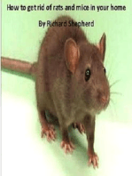 Dealing with rats and mice in your home