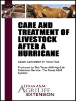 Care and Treatment of Livestock After a Hurricane