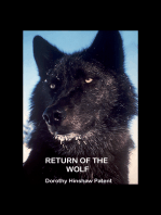 Return of the Wolf