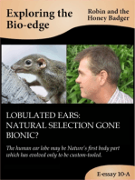 Lobulated ears