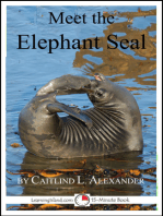 Meet the Elephant Seal