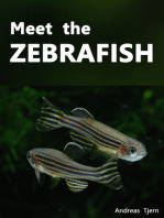 Meet the Zebrafish. A Short Guide to Keeping, Breeding and Understanding the Zebrafish (Danio rerio) in Your Home Aquarium
