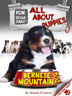 All About Bernese Mountain Dog Puppies