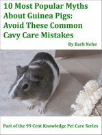 10 Most Popular Myths About Guinea Pigs: Avoid These Common Cavy Care Mistakes