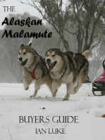 The Alaskan Malamute- A Buyer's Guide