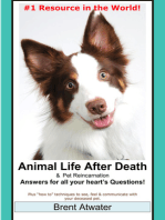 Animal Life after Death & Animal Reincarnation- Everything You Always wanted to Know! After-Death Do Animals Go to Heaven?