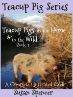 Teacup Pigs in the Home and in the Wild