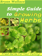 Simple Guide to Grow Herbs