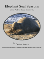 Elephant Seal Seasons at the Piedras Blancas Colony, CA
