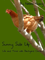 Sunny Side Up: Life and Times of Backyard Chickens