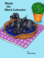 Mindy the Black Labrador