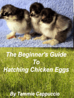 The Beginner's Guide to Hatching Chicken Eggs