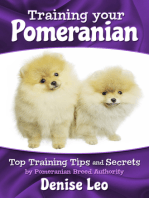 Training your Pomeranian: Top Training Tips and Secrets