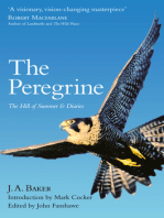 The Peregrine