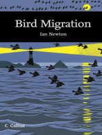 Bird Migration