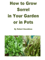 How to Grow Sorrel in Your Garden or in Pots
