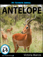 My Favorite Animal: Antelope