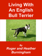 Living With An English Bull Terrier