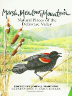Marsh Meadow Mountain