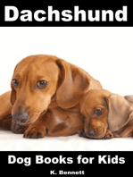 Dachshund