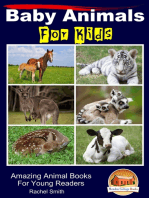 Baby Animals For Kids
