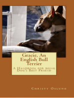 Gracie an English Bull Terrier