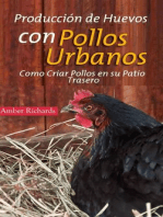 Producción de Huevos con Pollos Urbanos. Como Criar Pollos en su Patio Trasero