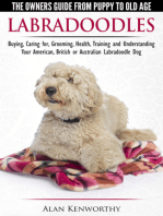 Labradoodles