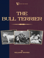 The Bull Terrier