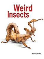 Weird Insects