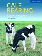 Calf Rearing