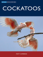 Cockatoos
