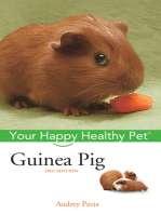 Guinea Pig