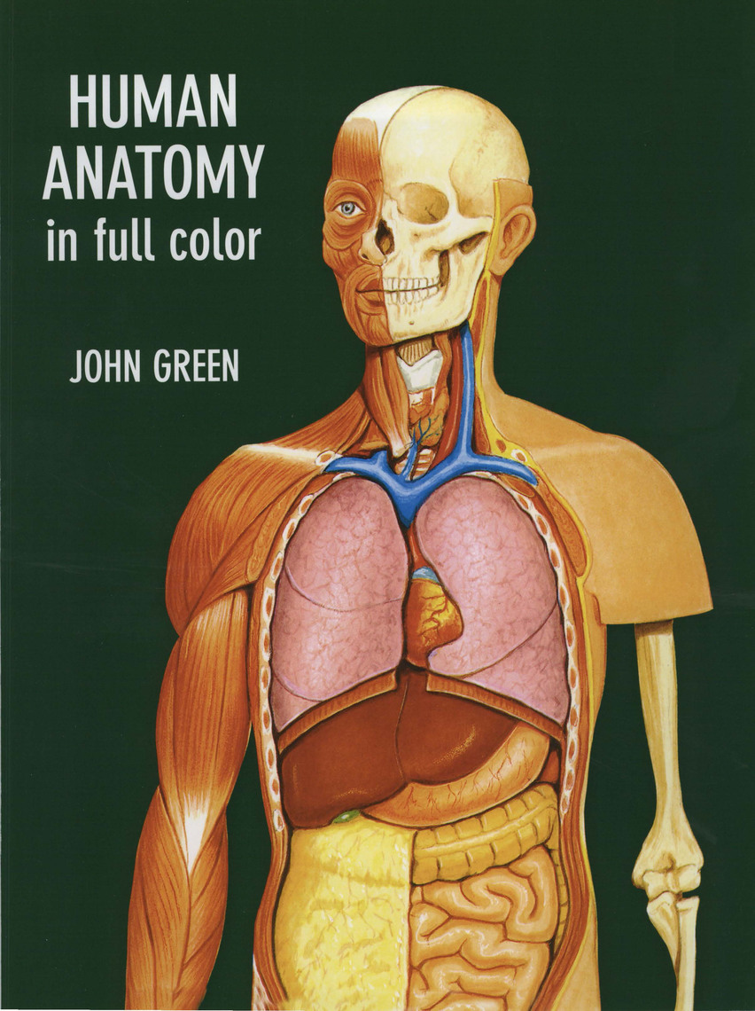 anatomy of human body essay