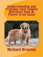 Understanding and Training your Golden Retriever Dog & Puppy to be Good