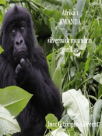 Afrika 1 Ruanda: Silverback Mountain Gorillas - Fotodokumentation