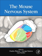 The Mouse Nervous System