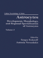 Astrocytes Pt 1: Development, Morphology, and Regional Specialization of Astrocytes