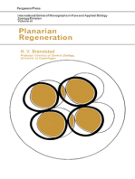 Planarian Regeneration: International Series of Monographs in Pure and Applied Biology: Zoology