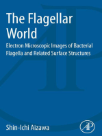 The Flagellar World