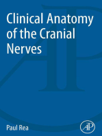Clinical Anatomy of the Cranial Nerves