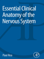 Essential Clinical Anatomy of the Nervous System