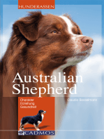 Australian Shepherd: loyal, begeisterungsfähig, intelligent