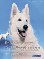 Weiße Schweizer Schäferhunde: Aktiv, sportlich, anhänglich