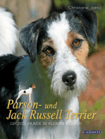 Parson- und Jack Russell Terrier: Große Hunde in kleinem Körper