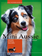 Mini Aussie: Charakter, Erziehung, Gesundheit
