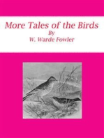 More Tales of the Birds